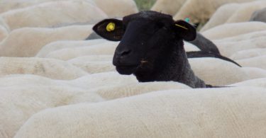 Ovelha negra levantando a cabeça no meio de um rebanho de ovelhas brancas.