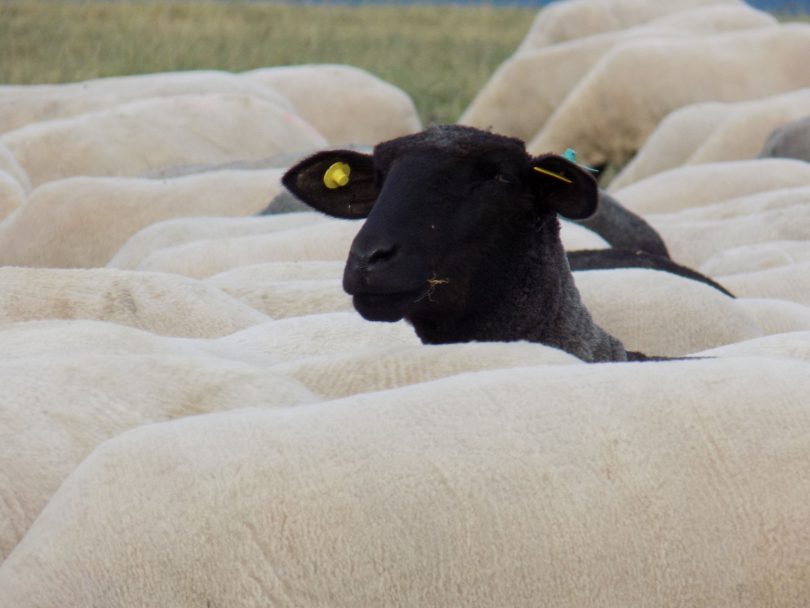 Ovelha negra levantando a cabeça no meio de um rebanho de ovelhas brancas.