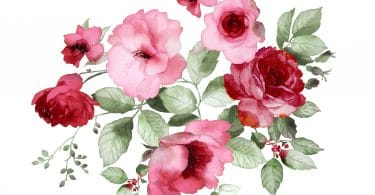 Pintura aquarelada de flores rosas e vermelhas.