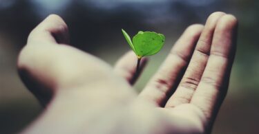 Foto de mão de pessoa segurando uma pequena muda de planta.