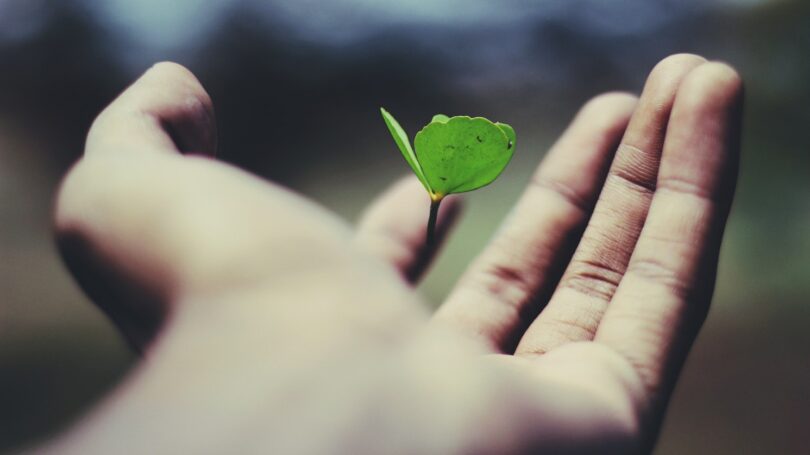 Foto de mão de pessoa segurando uma pequena muda de planta.