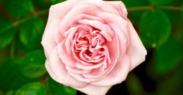 Flor rosa ao lado de folhas