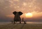 elefante e cachorro sentados em uma praia de verão.