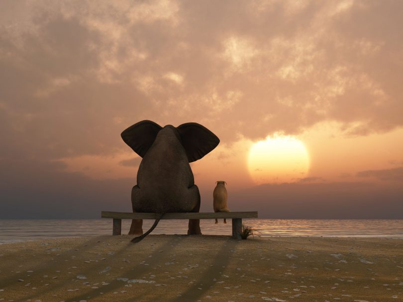 elefante e cachorro sentados em uma praia de verão.