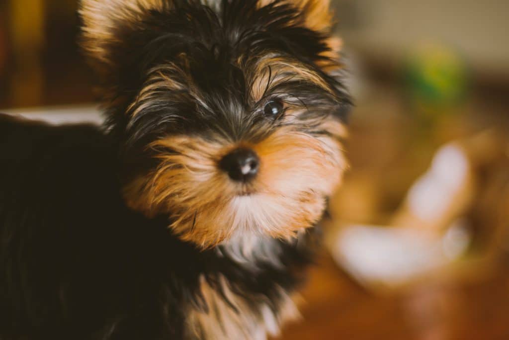 Cachorro da raça yorkshire.