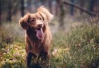 Cachorro marrom com a língua para fora parado em uma grama verde.