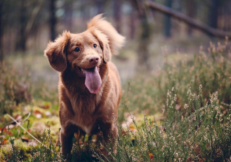 Cachorro marrom com a língua para fora parado em uma grama verde.