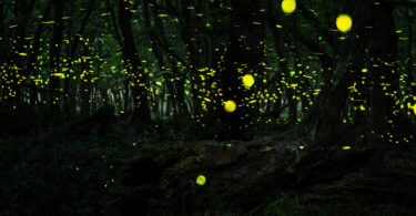 Vagalumes em uma floresta à noite