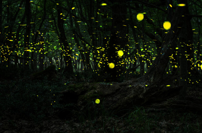 Vagalumes em uma floresta à noite