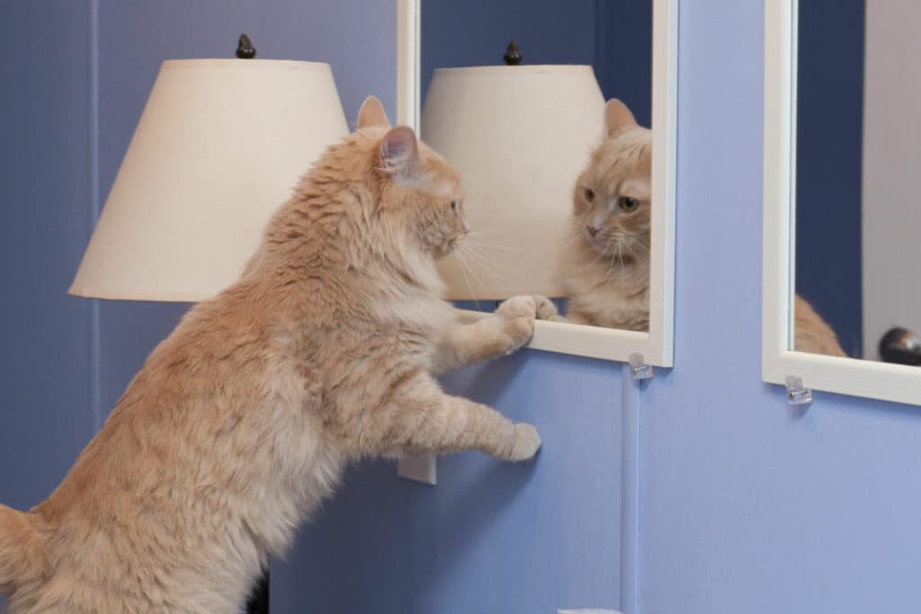 Gato amarelo se olhando no espelho.