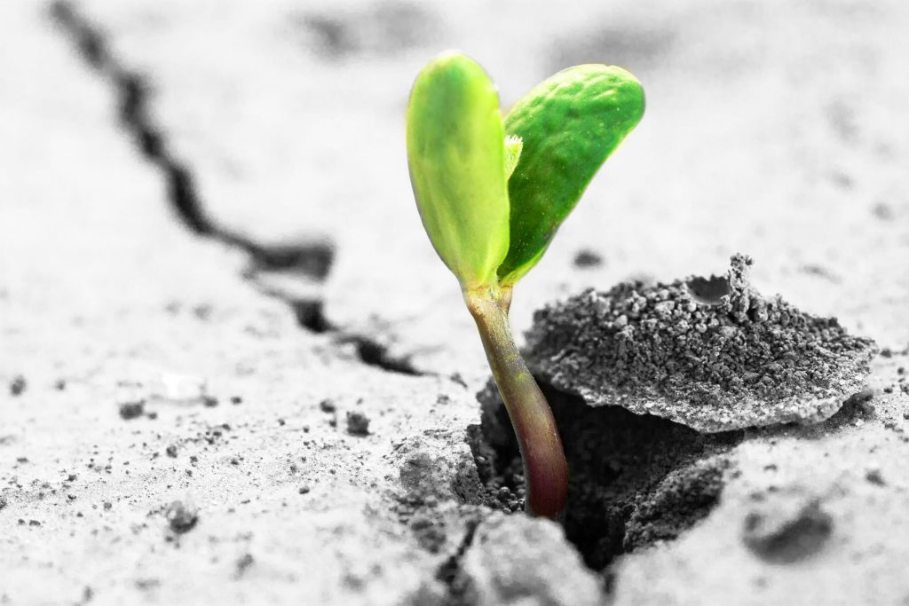 Foto em enquadramento de close de um broto de planta nascendo em meio de um chão cinza.