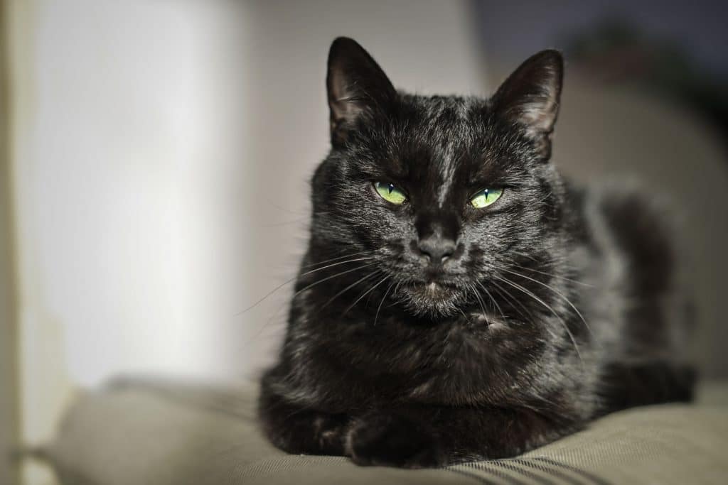 gato preto com os olhos serrados deitado n chão.
