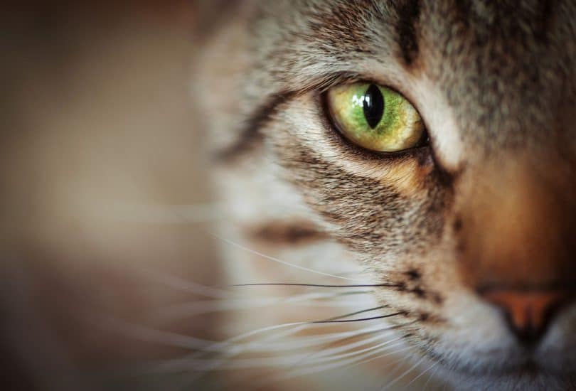 Close em metade do rosto de um gato. Ele é listrado marrom e tem o olho verde.