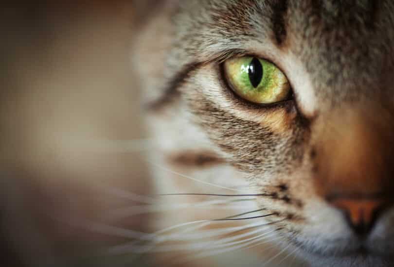 Close em metade do rosto de um gato. Ele é listrado marrom e tem o olho verde.