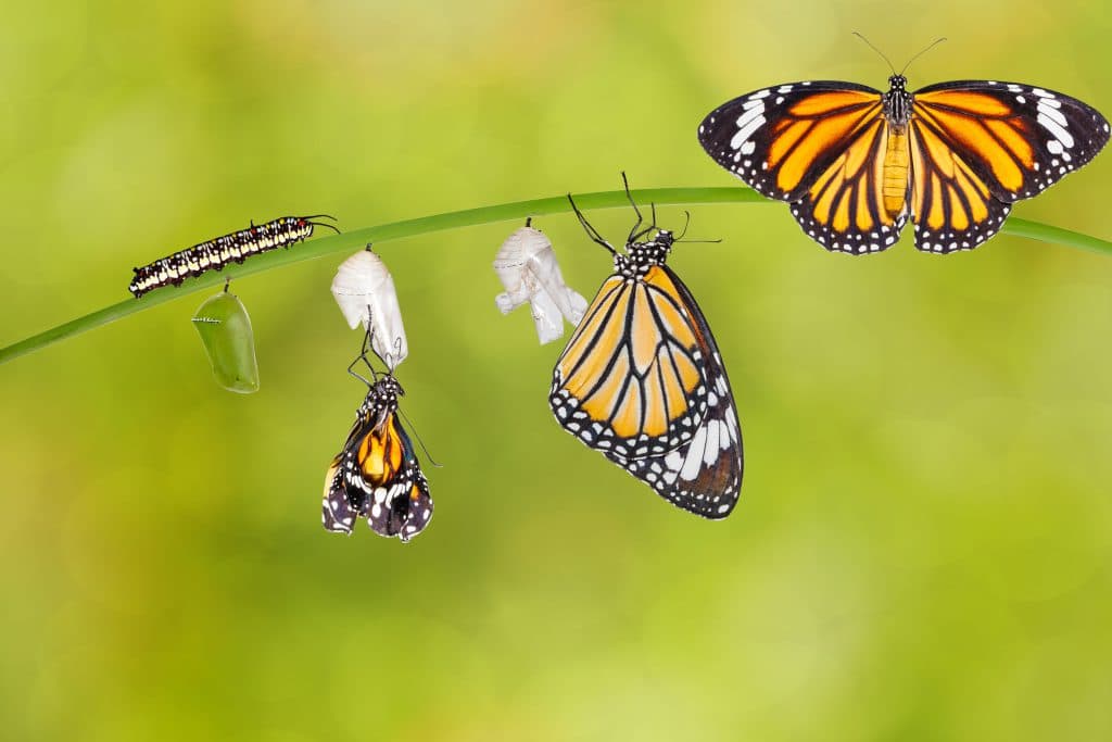 Ilustração de todas as fases da vida de uma borboleta monarca. Lagarta, casulo, saída do casula e com as asas abertas.
