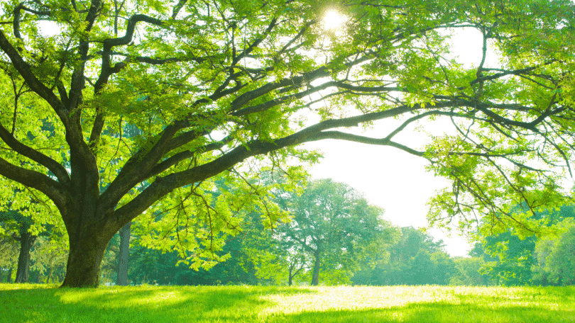 Imagem de uma árvore grande em um bosque