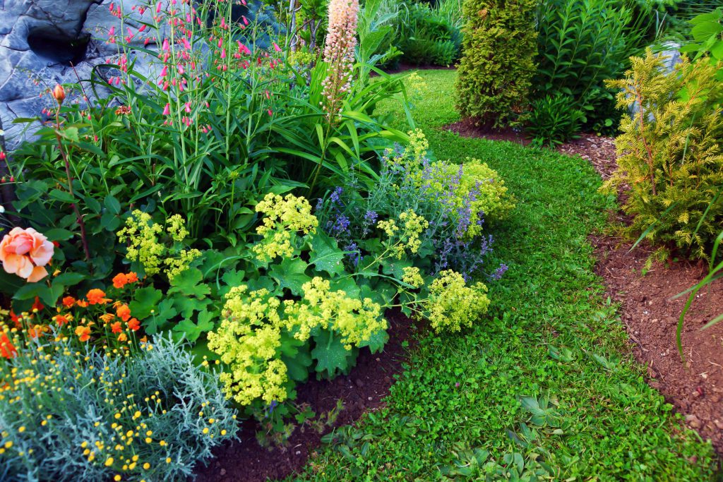 foto de jardim com flores coloridas.