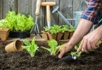 Pessoa plantando mudas de alface em terra, com vasos de plantas e utensílios de jardinagem ao fundo.