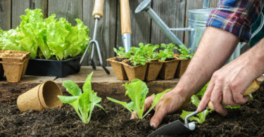 Pessoa plantando mudas de alface em terra, com vasos de plantas e utensílios de jardinagem ao fundo.