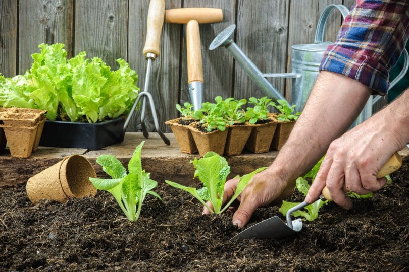 Pessoa plantando mudas de alface em terra, com vasos de plantas e utensílios de jardinagem ao fundo.