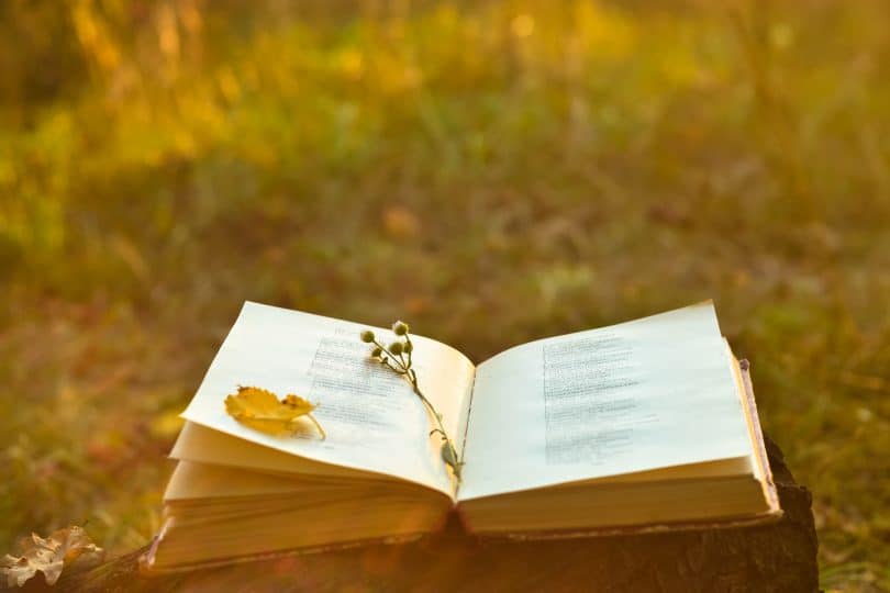 Livro aberto, com uma caneta e pétala de rosa amarela no meio, colocado em cima de tronco de cortado, no meio de um parque.