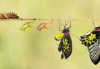 Lagarta, dois casulos e duas borboletas, todos em um galho de árvore, representando o ciclo de vida de uma borboleta.