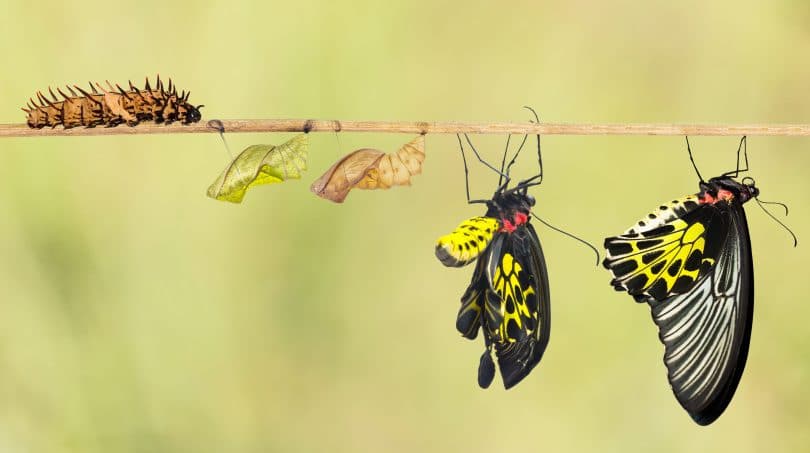 Lagarta, dois casulos e duas borboletas, todos em um galho de árvore, representando o ciclo de vida de uma borboleta.
