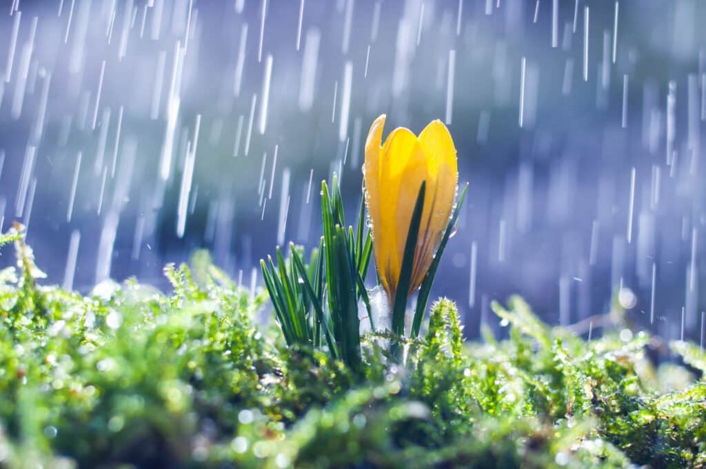 flor amarela recebendo a chuva durante a primavera 