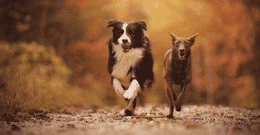 Dois cachorros correndo na floresta