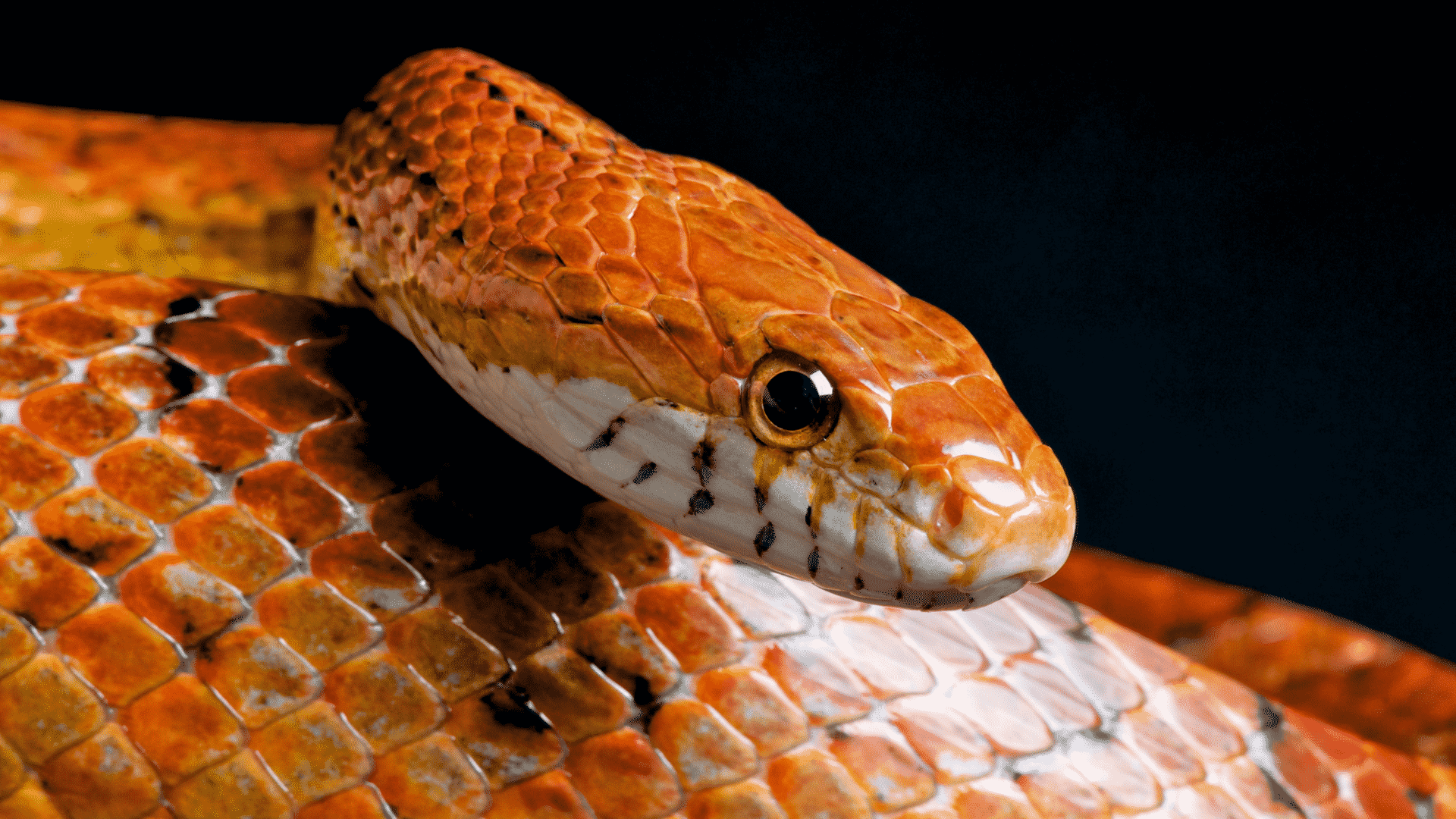 O que significa sonhar com cobra colorida? - Sonhar com - Significado dos  Sonhos