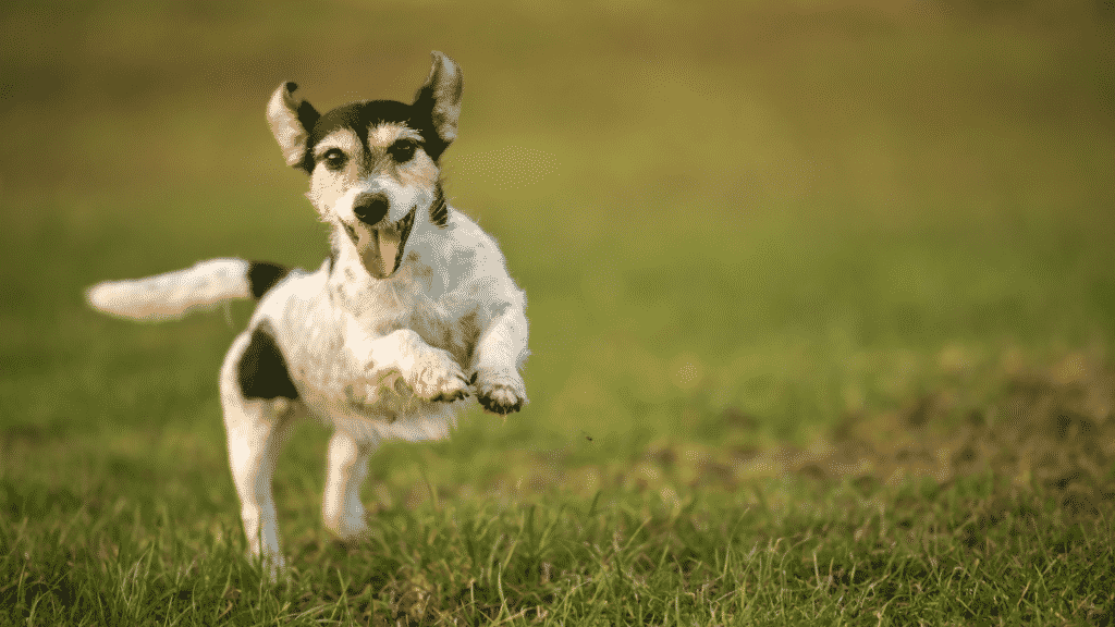 Cachorro correndo na grama