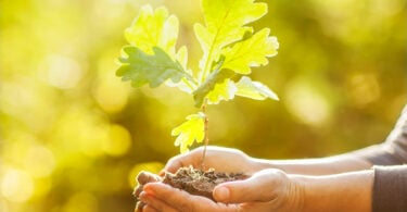 Mãos com broto de planta e terra iluminadas pelo sol