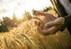 Mãos fechadas em torno de um trigo