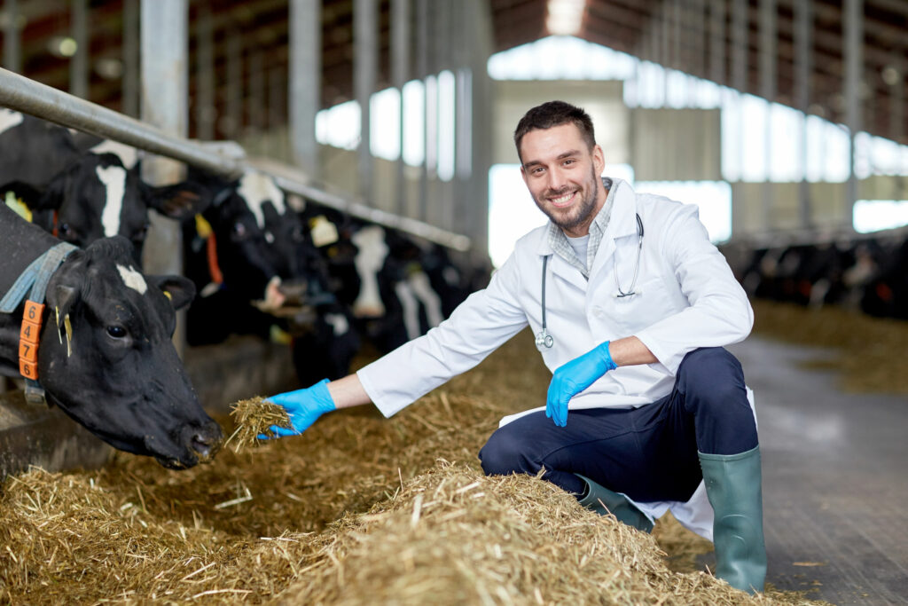 Homem em um celeiro de criação de animais bovinos, oferecendo feno à uma vaca.