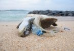 Tartaruga morta na areia da praia em meio a garrafas de plástico destruídas.