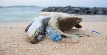 Tartaruga morta na areia da praia em meio a garrafas de plástico destruídas.