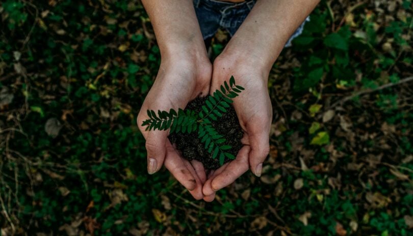 Mãos juntas segurando terra com broto de planta visto de cima