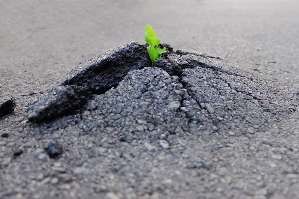 Uma pequena planta nascendo no chão asfaltado.