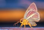 Borboleta amarela com listras vermelhas e e azuis.