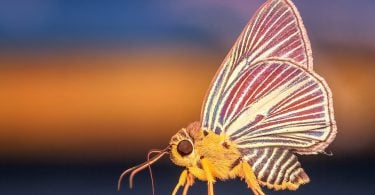 Borboleta amarela com listras vermelhas e e azuis.