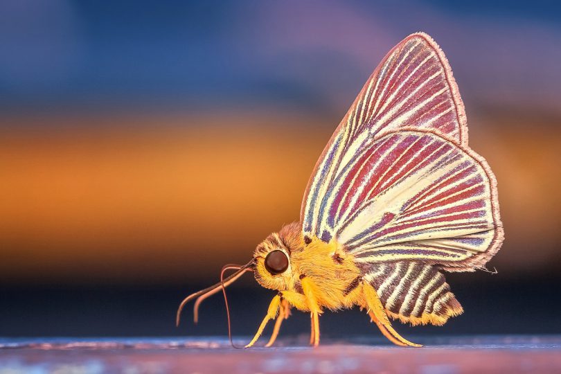 Borboleta amarela com listras vermelhas e e azuis.