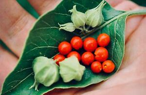 Withania somnifera em planta e sementes