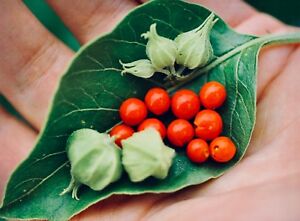 Withania somnifera em planta e sementes