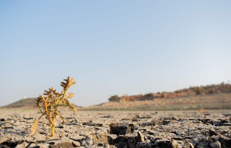 Campo de terra seca, com uma pequena planta morrendo, seca, sem água.