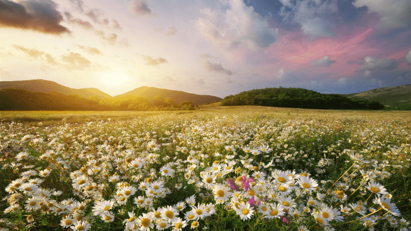 Campo florido e montanhas no fundo