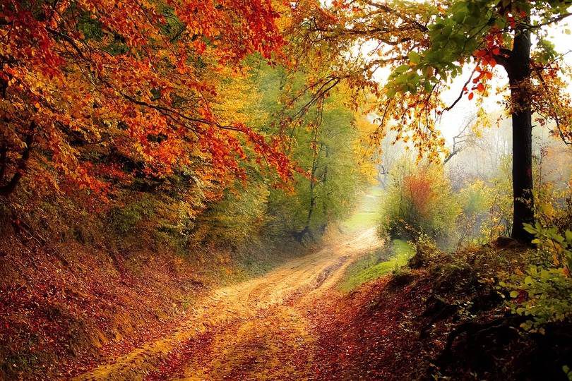 Foto de floresta durante o outono
