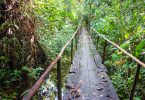 Ponte de madeira em meio à floresta amazônica.