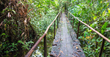 Ponte de madeira em meio à floresta amazônica.