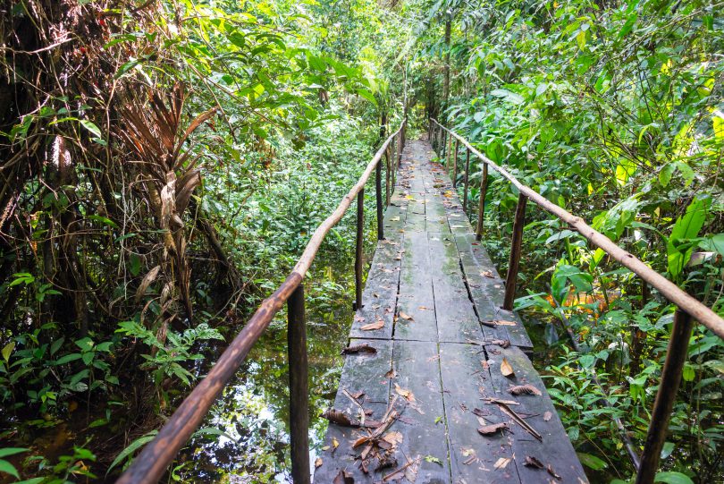 Ponte de madeira em meio à floresta amazônica.