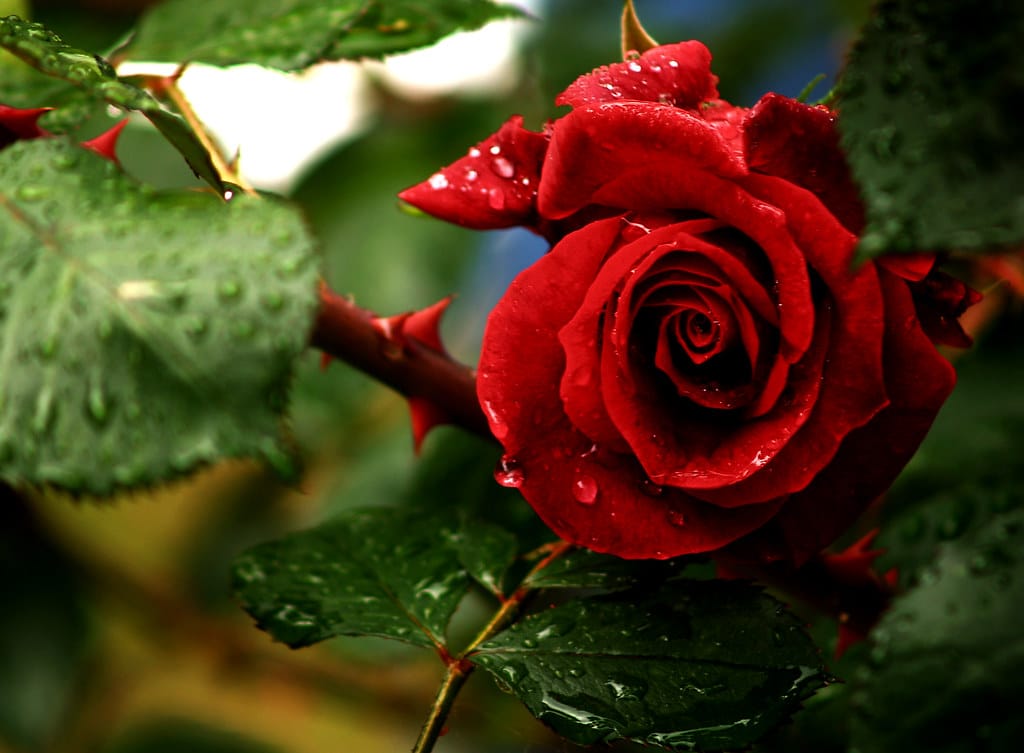Rosa vermelha com espinhos,.